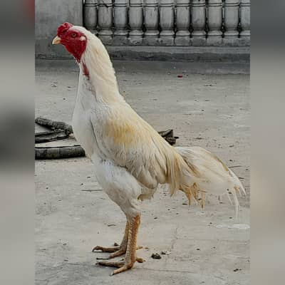 Aseel#Mianwali#Hens#Heera Cross #murga#pathay#pathiya