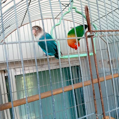 love Birds (Breeder pair) for Sale with cage and box