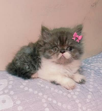 kitten - Punch face - Kittens persian cat - cute tripple - fluffy kity