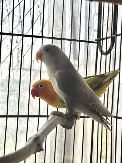 3 Pallid Chics And 1 Pair and 1 Disabled Male Bengalese