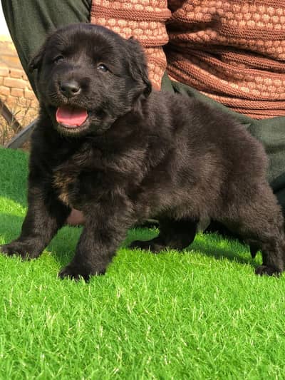 German shepherd puppies for sale / puppy / GSD pup / german shepherd