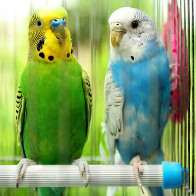 Budgies RedEyes