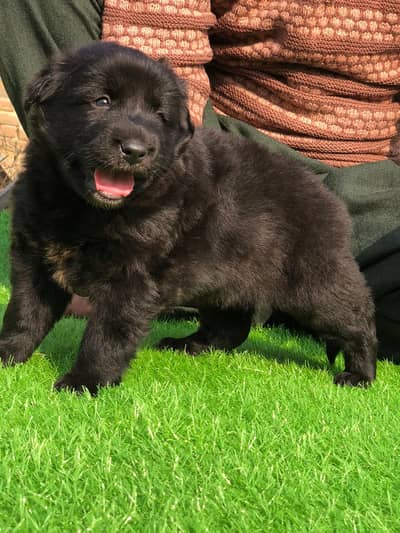 German shepherd puppies for sale / puppy / GSD pup / german shepherd