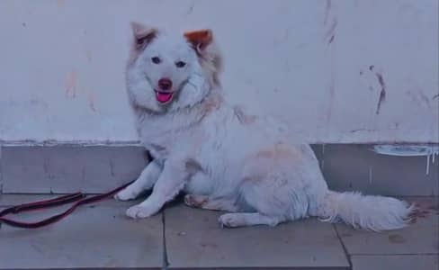 white russian brown nose