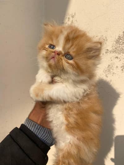 Persian kittens| Triple Coated |Punch Face kittens fluffy| piki face