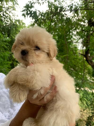 Shihtzu puppy available