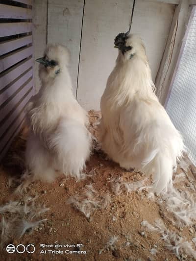 Pure silkie pair
