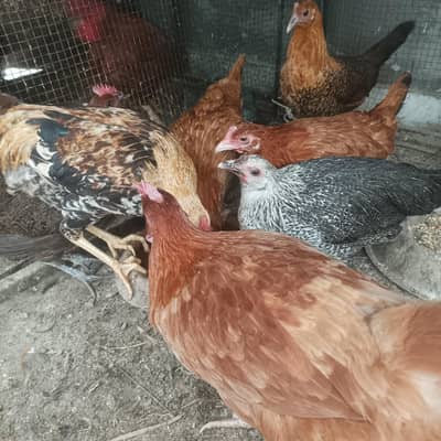 egg laying hen for urgent sale