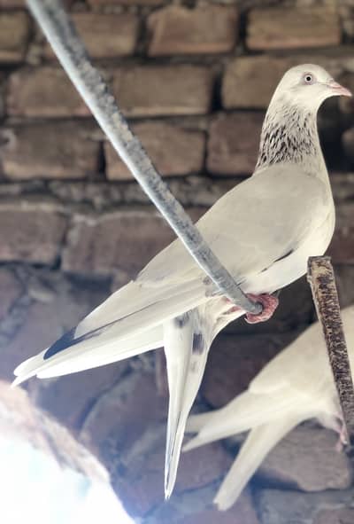 Alla nasal ke kabootar h dono pati Waly bards ha