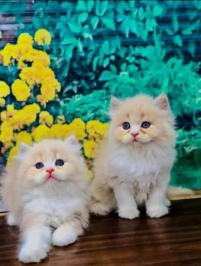 cash on delivery himalayan British kitten cat home delivery available