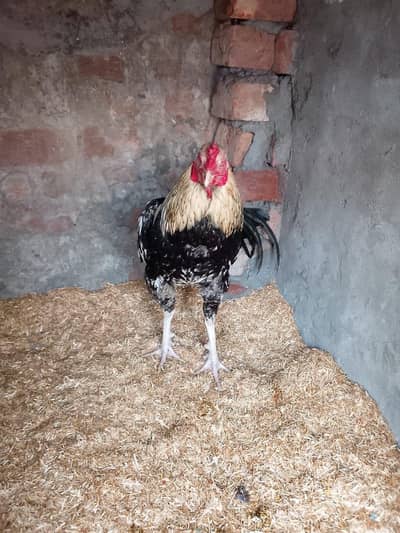 aseel miawali urgent sale