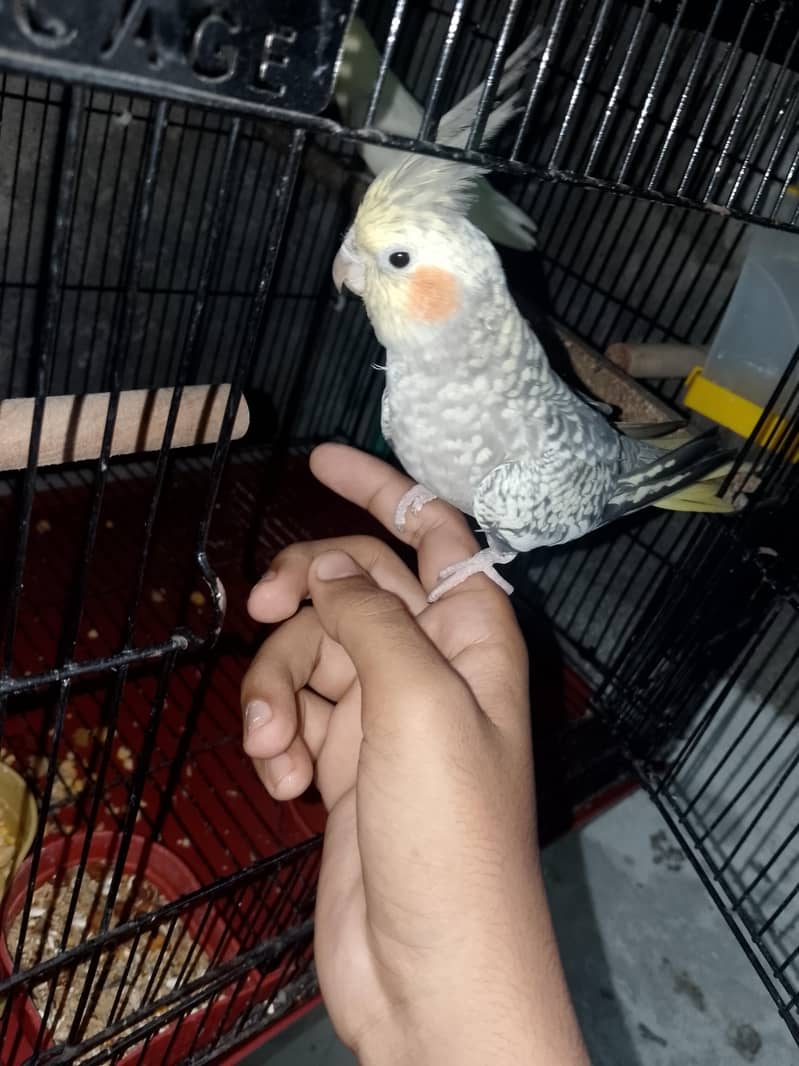 Coctail breeder pair 0