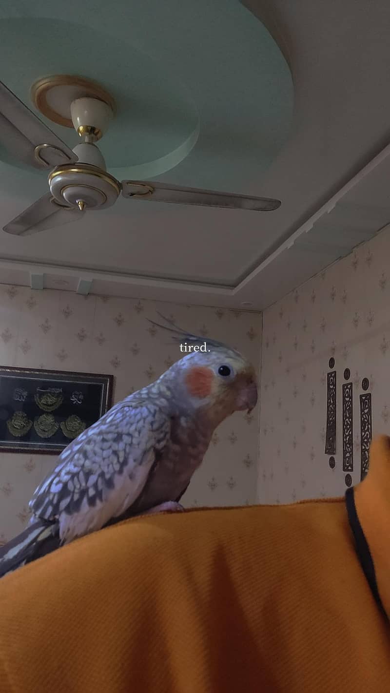 Coctail breeder pair 1