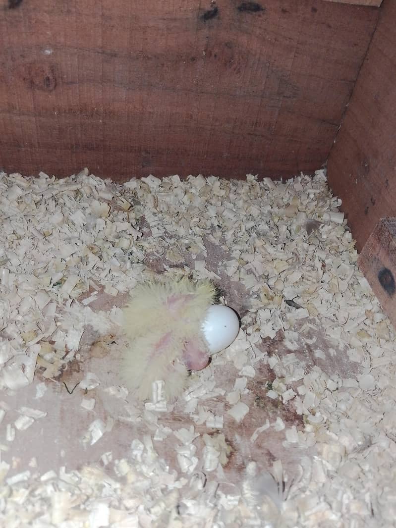 Coctail breeder pair 2