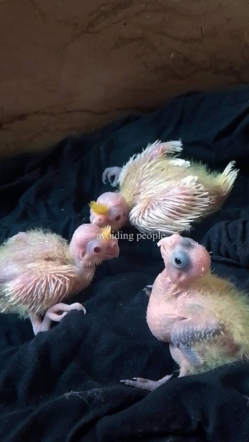 Coctail breeder pair 3