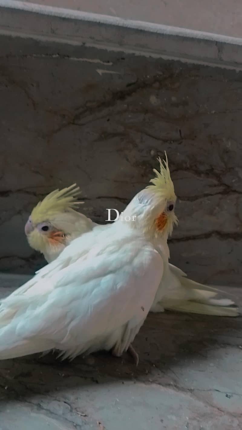 Coctail breeder pair 4