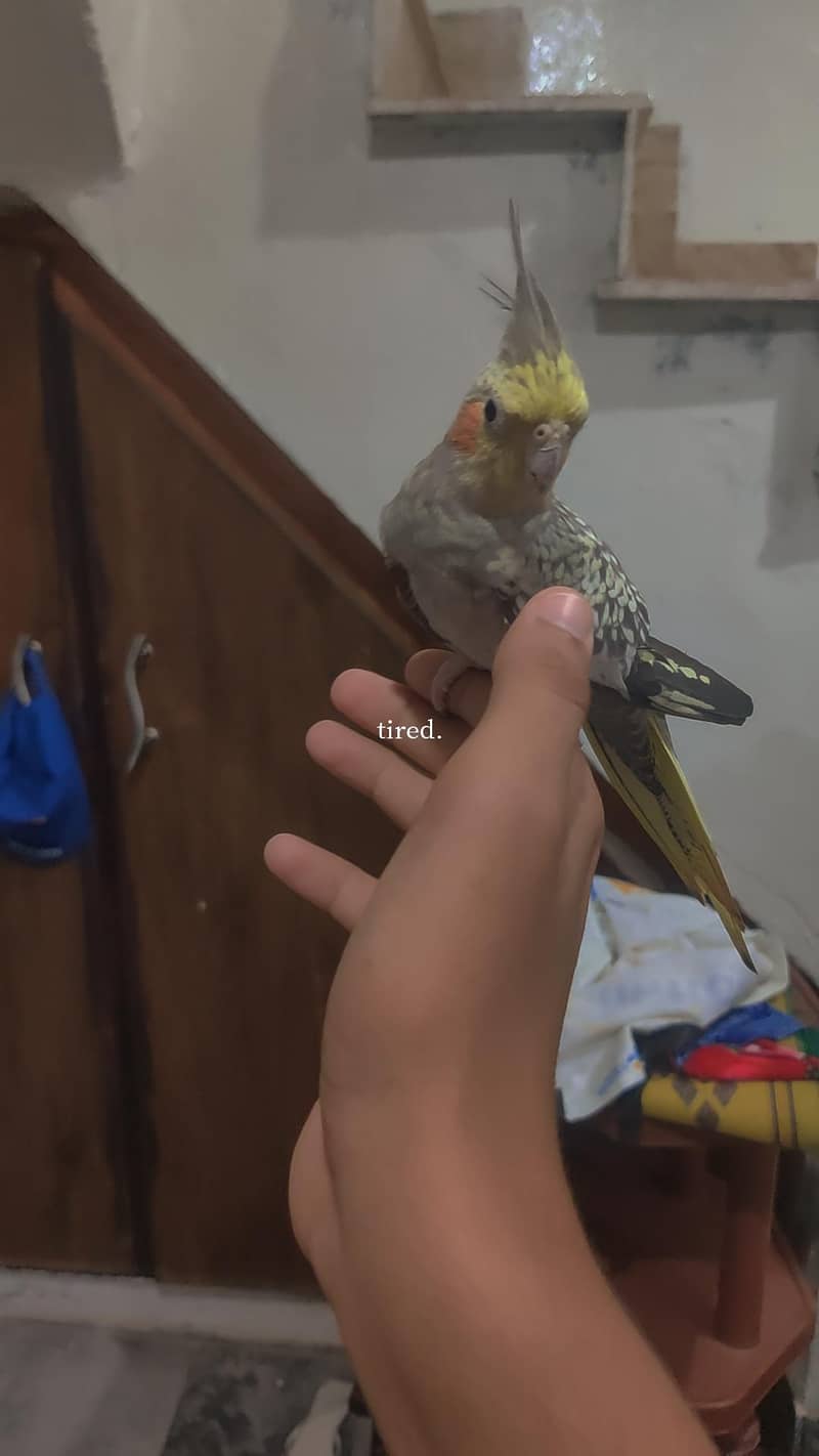 Coctail breeder pair 5