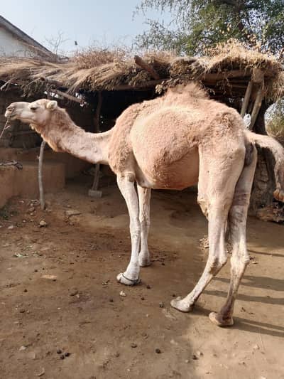 Camel for sale