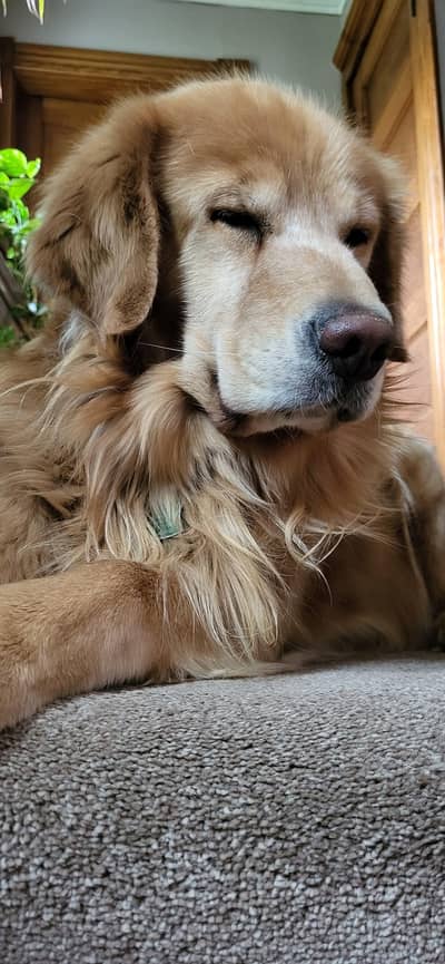 golden retriever high quality male