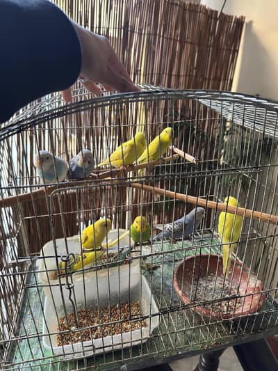 Australian Parrot babies and pairs available