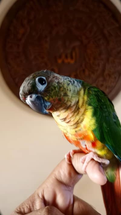 Fly tame green chick conure