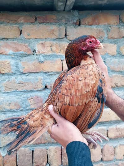 Amrohi Female Zero size