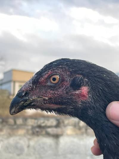 All setup for sale Mushkay,lakhy,khajory,lasani,bateri and chicks