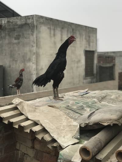 Aseel thai quality100%