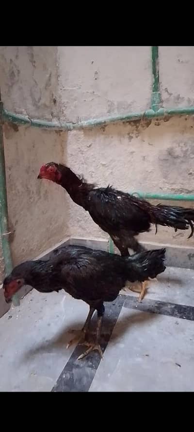 Thai pair offer do ly jao