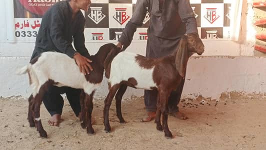 FEMALE KIDS Available for Sale