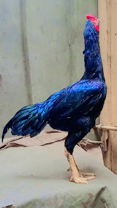 Home Breed Aseel (Thai & Shamo Cross) – Mushka full Tame . 03004865196