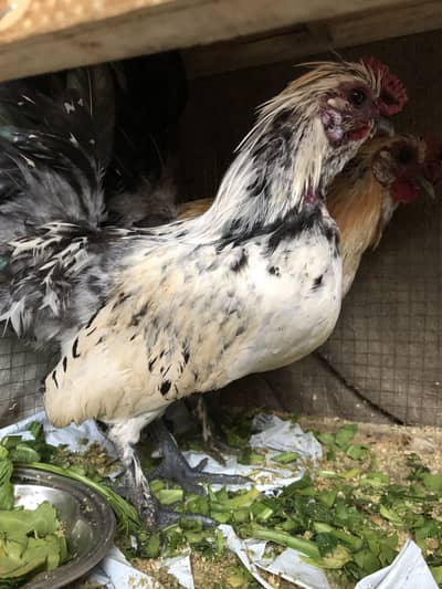 White and golden silkie fancy breed