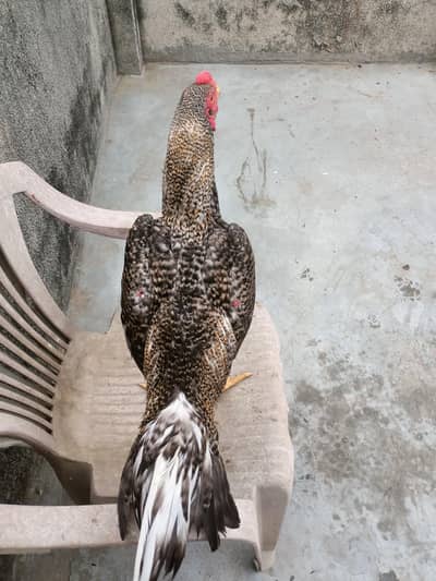 panus pak |Aseel Dragon | Thai | Pakoya | Amroha | heera | Paper white