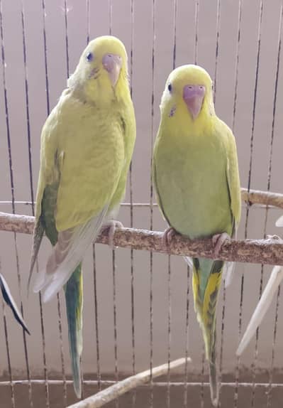 best yellow Australian parrots