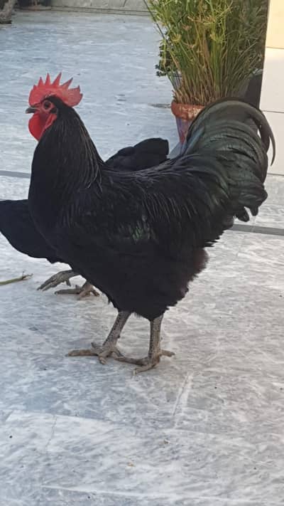 astrolop heritage eggs and chicks available  for sale