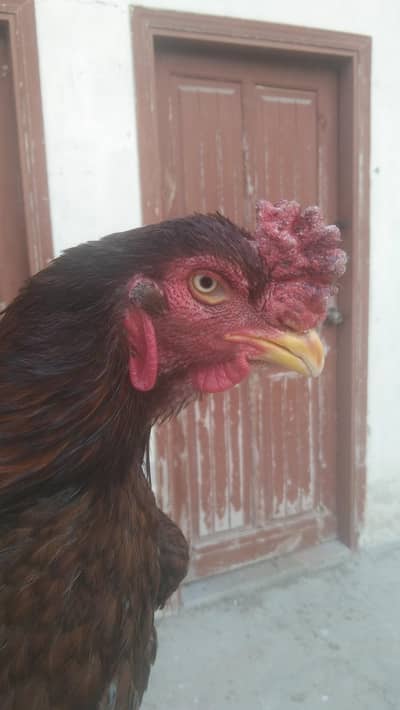 Aseel 2males 2females for sale 1 with a chick