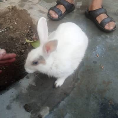 adult rabbit  for sail