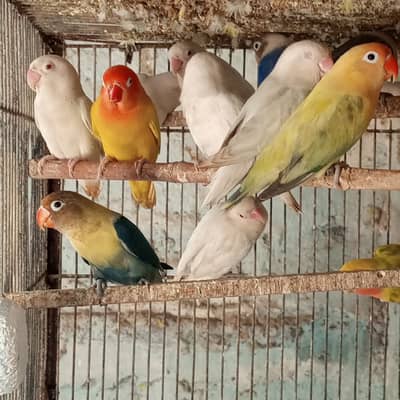 Parrots and Cages setup for sale