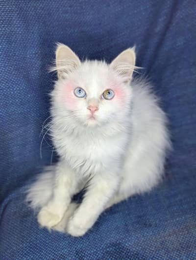 Female Kitten – Unique Blue & Yellow Eye Persian cat