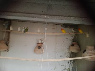 setup sell 15 hazar me  2 kundali me Bache hen