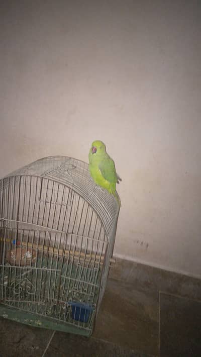 green ringneck