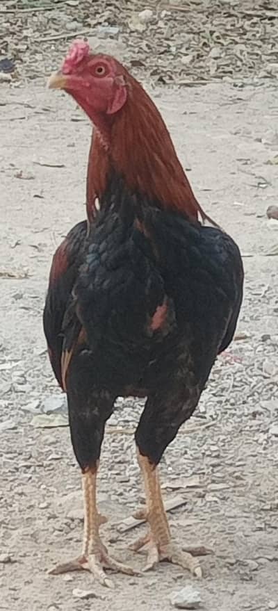 aseel lakha top quality