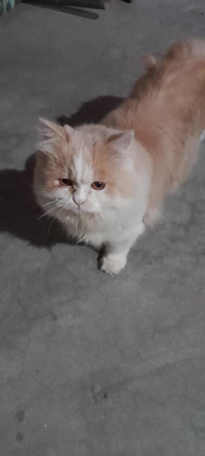 white. brown. persian