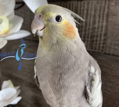 selling grey cockatiel 10