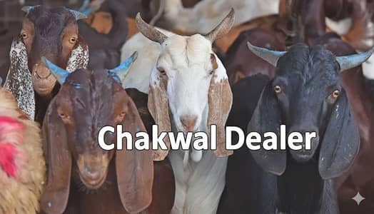 Goat / Bakra / Healthy Goats / Desi / / Bkary / breeder Goat