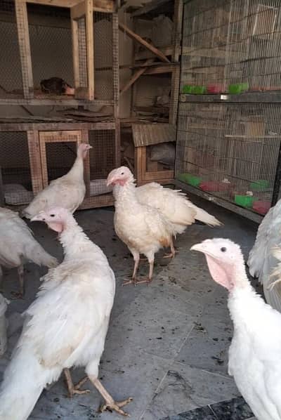 Eggs laying female turkey for sale