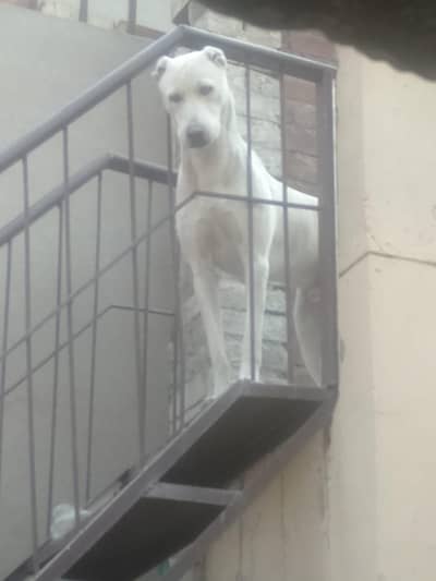 king Alabi dog, Security dog, Alabi puppy,