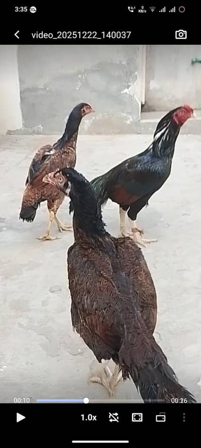 pure Aseel Amroha  only 12000