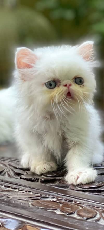 calico kittens|triple Coated|Piki Face kittens /cute|scotish fold/peki