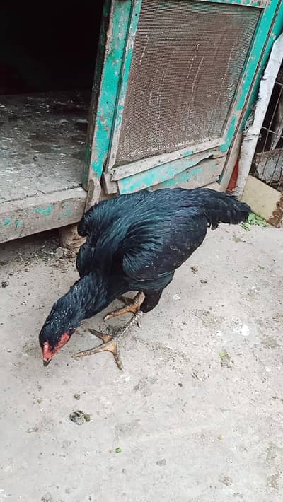 aseel good quality pathiya for sale